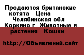 Продаются британские котята › Цена ­ 1 000 - Челябинская обл., Коркино г. Животные и растения » Кошки   